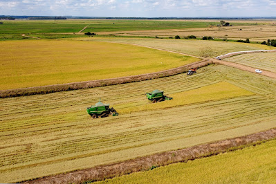 Plantação de Arroz. Santa Izabel do Oeste. Foto: Ari Dias/AEN Plantação de Arroz. Santa Izabel do Oeste. Foto: Ari Dias/AEN
